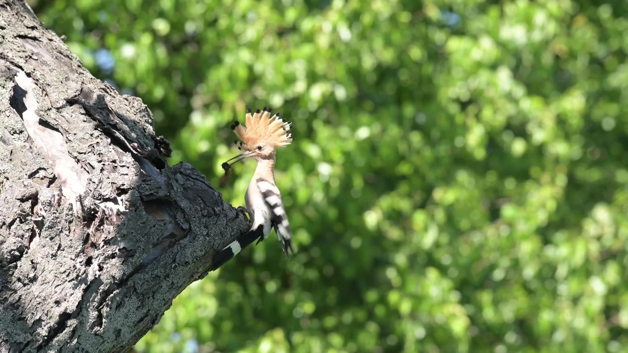 Un'upupa eurasiatica maschio arriva con un grillotalpa e nutre i pulcini all'interno della cavità dell'albero. Mentre se ne va, una seconda upupa arriva con altro cibo, mostrando cure parentali attive