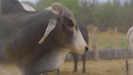 a close up shot of a brahman cow