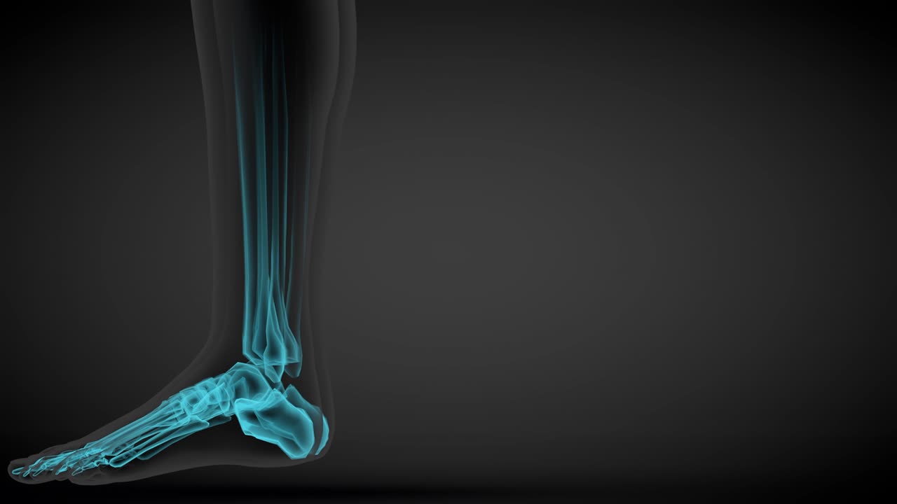 2개의 다른 3d 원활한 루프 애니메이션으로 여성 몸을 회전시켜 장기와 골격과 함께 스레이 스캔, 의학 일러스트레이션 - 4k 60fps uhd