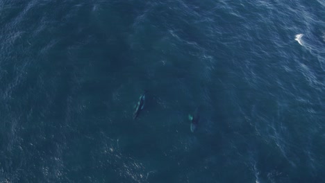 Two-Humpback-Whales-Swimming-On-The-Coast-of-NSW,-Australia