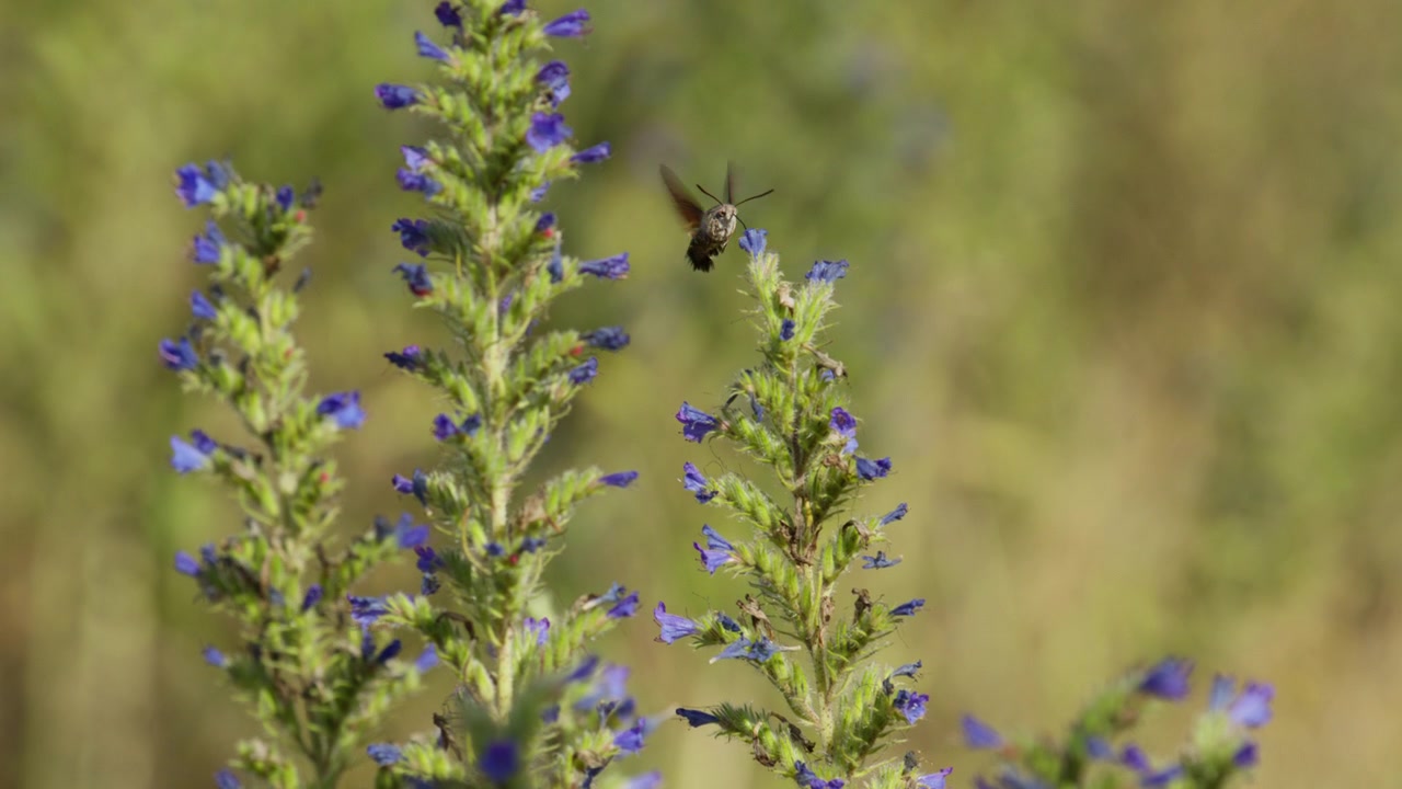 Hummingbird Hawk-moth hovers and collects nectar from flower using proboscis