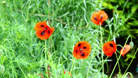 春に花をかせる黒い斑点のある赤い一年生のパパバー