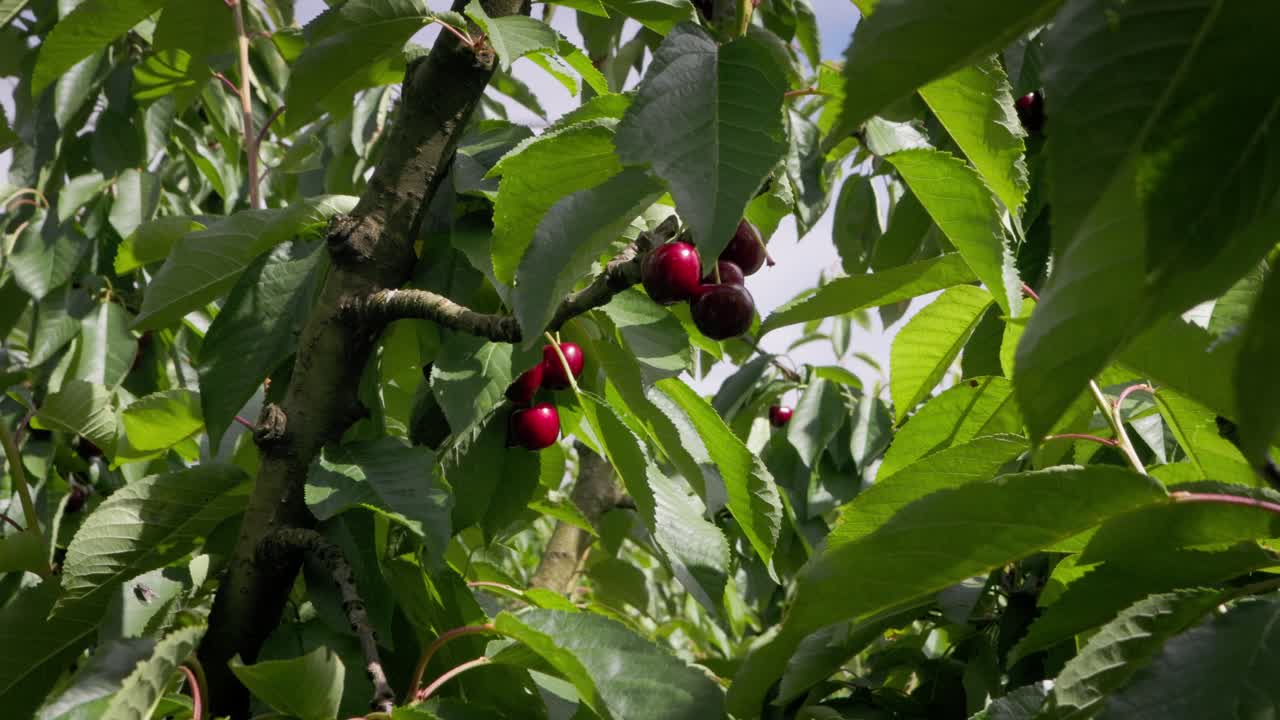Leuchtend rote Kirschen stehen in lebhaftem Kontrast zu grünem Laub und zeigen gesunde Früchte und das Wachstum der Obstplantage