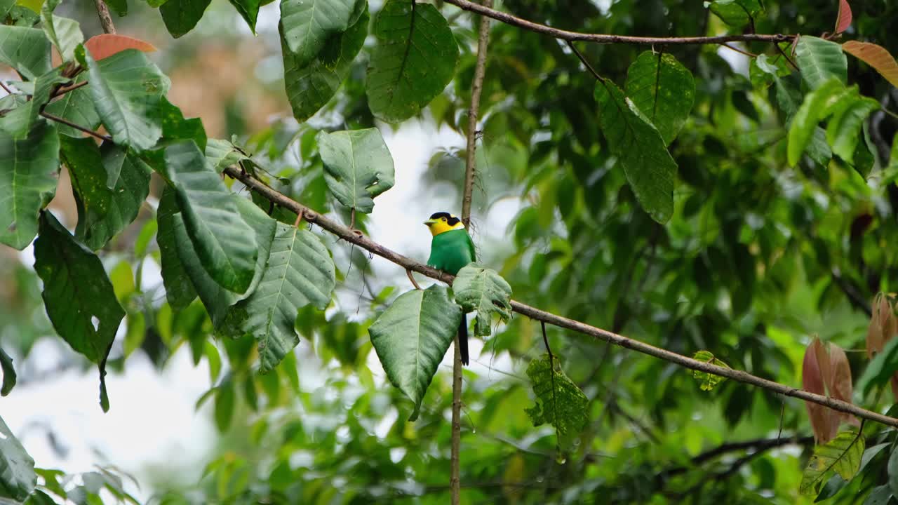 encaramado en una rama diagonal mientras mira hacia adelante moviendo su cabeza, pico ancho de cola larga psarisomus dalhousiae, parque nacional khao yai, tailandia