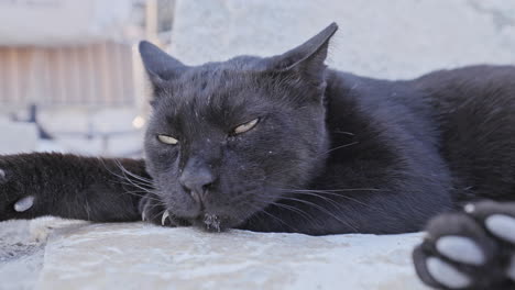 Street cat resting in greece in vertical