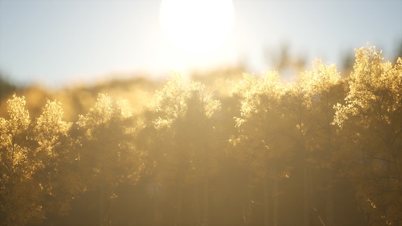 따뜻한  ⁇ 빛으로 해가 뜨면 소나무 숲