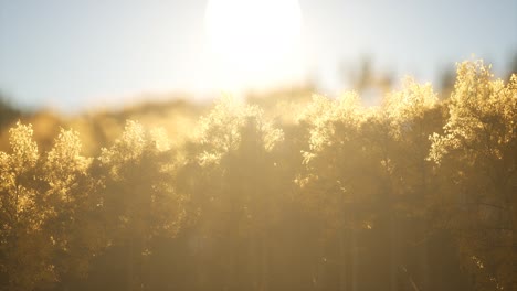 pine forest on sunrise with warm sunbeams