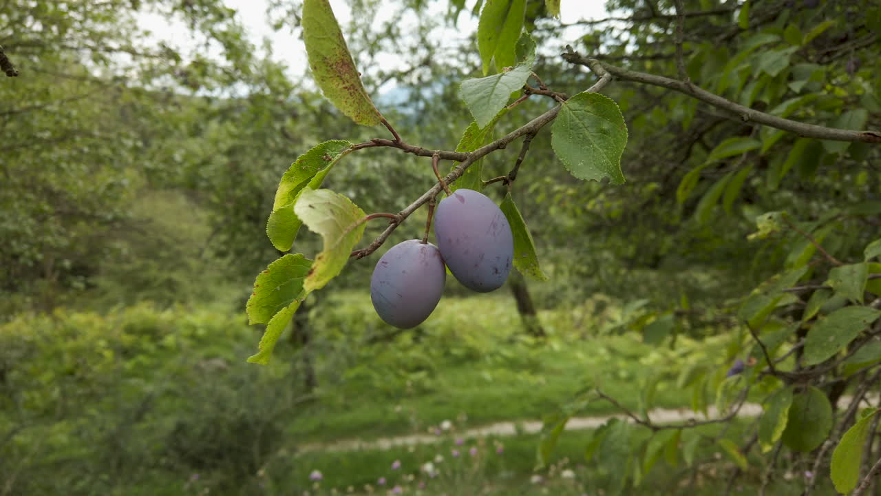 Ramo di susino – che ondeggia al vento – ripresa con gimbal