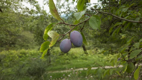 Plum-tree-branch-–-swaying-in-the-wind-–-gimbal-shot