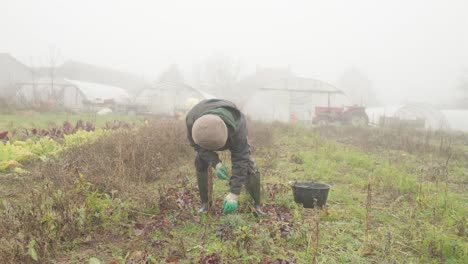 shot on the beet plantation with busy experienced farmer worker picking up harvested organic beetroots