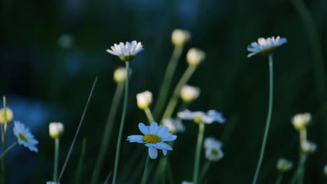 Weiße-Gänseblümchen,-Die-Auf-Dem-Ländlichen-Gebiet-Wachsen