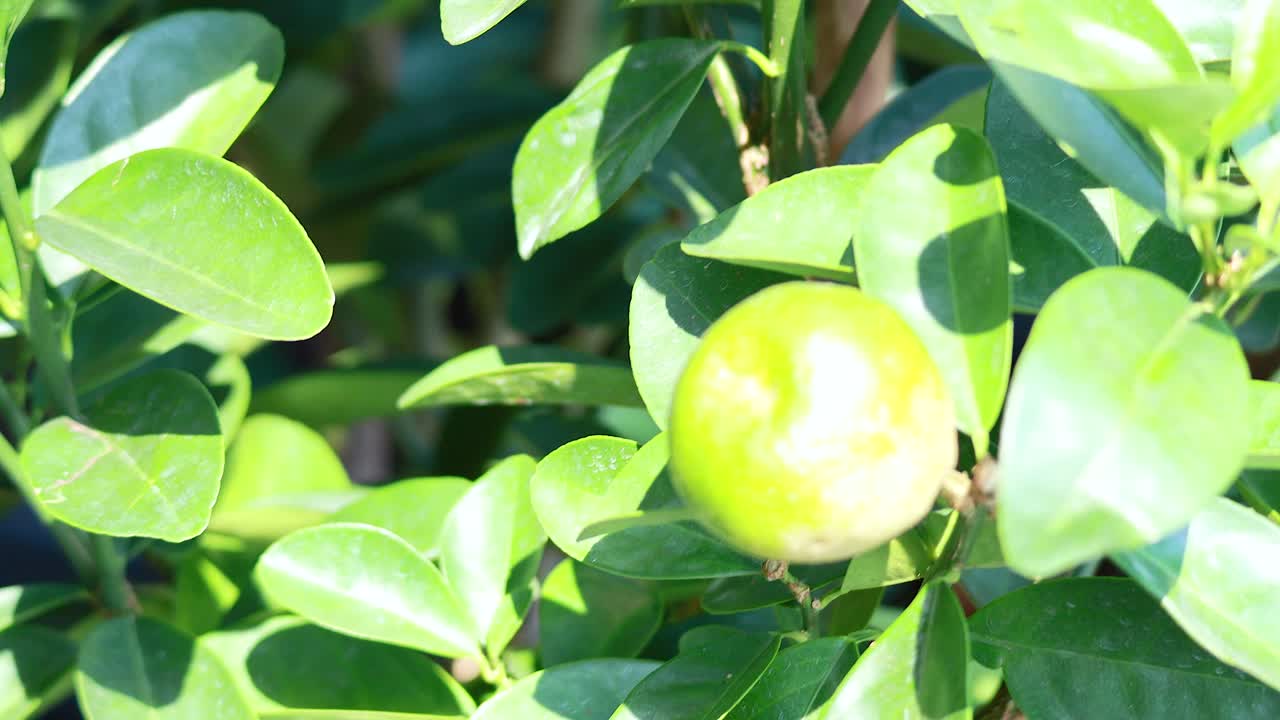 빛 아래 나무 가지 에 자라는 초록색 오렌지 의 클로즈업