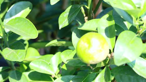 primer plano de naranjas verdes creciendo en las ramas de los árboles a la luz del sol
