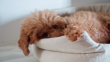 curly brown puppy resting in soft beige pet bed while gazing directly at camera, capturing gentle expression in cozy indoor setting with natural light