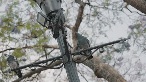 Pigeons-Perched-On-Lamp-Post-Bars-At-The-Park-In-Antigua,-Guatemala