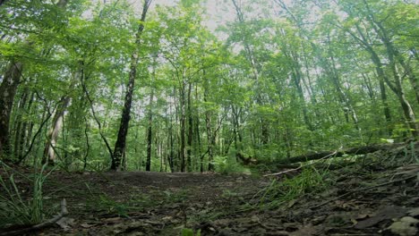 static shot of a mountain biker jumping with tricks in the middle of the forest