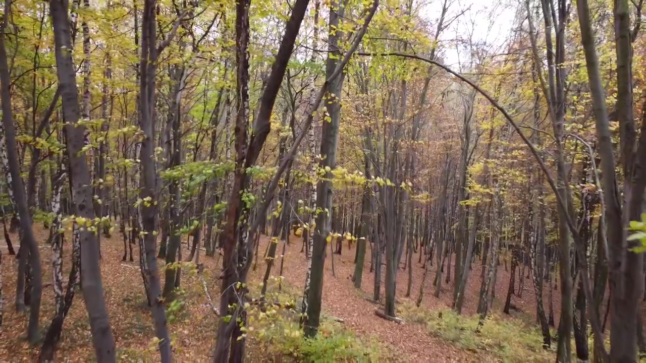 Foresta autunnale a novembre. Alberi e fogliame caduto.