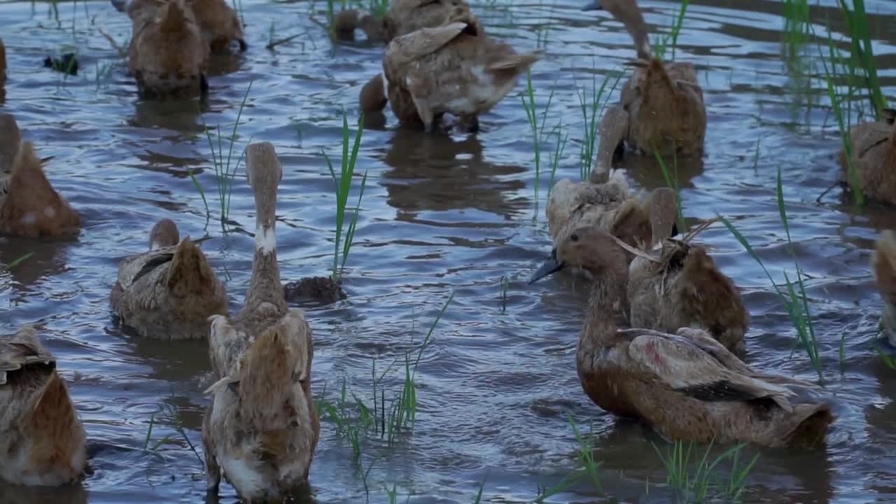 오리는 수확 후 물 논에서 수영