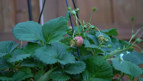 Immature green unripe organic strawberries on a strawberry plant in backyard with fence in background and strawberry leaves
