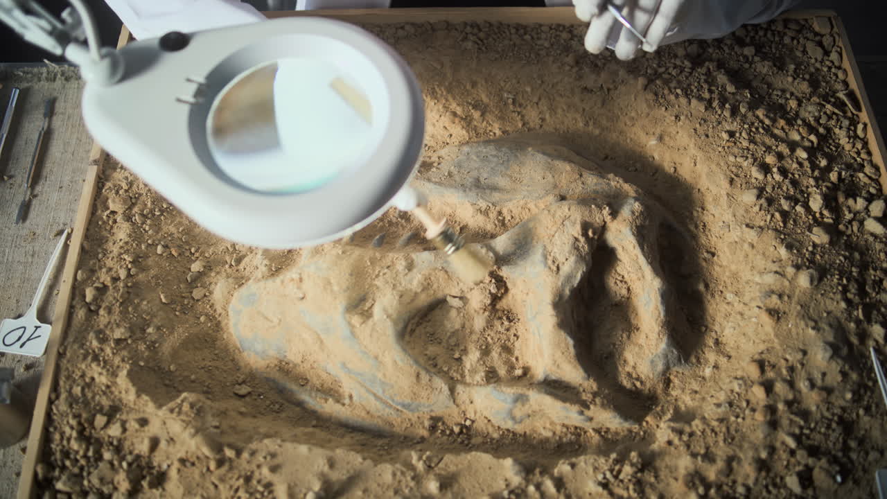 화석 발굴 및 준비