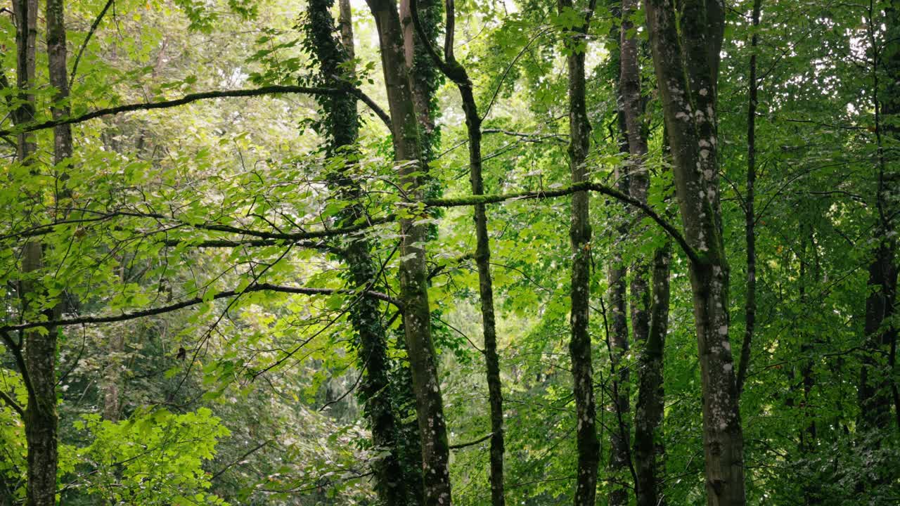 Zoom scene of beech forest in the rain with camera slowly panning sideways