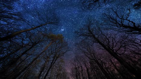 a dark blue starlit sky above the forest