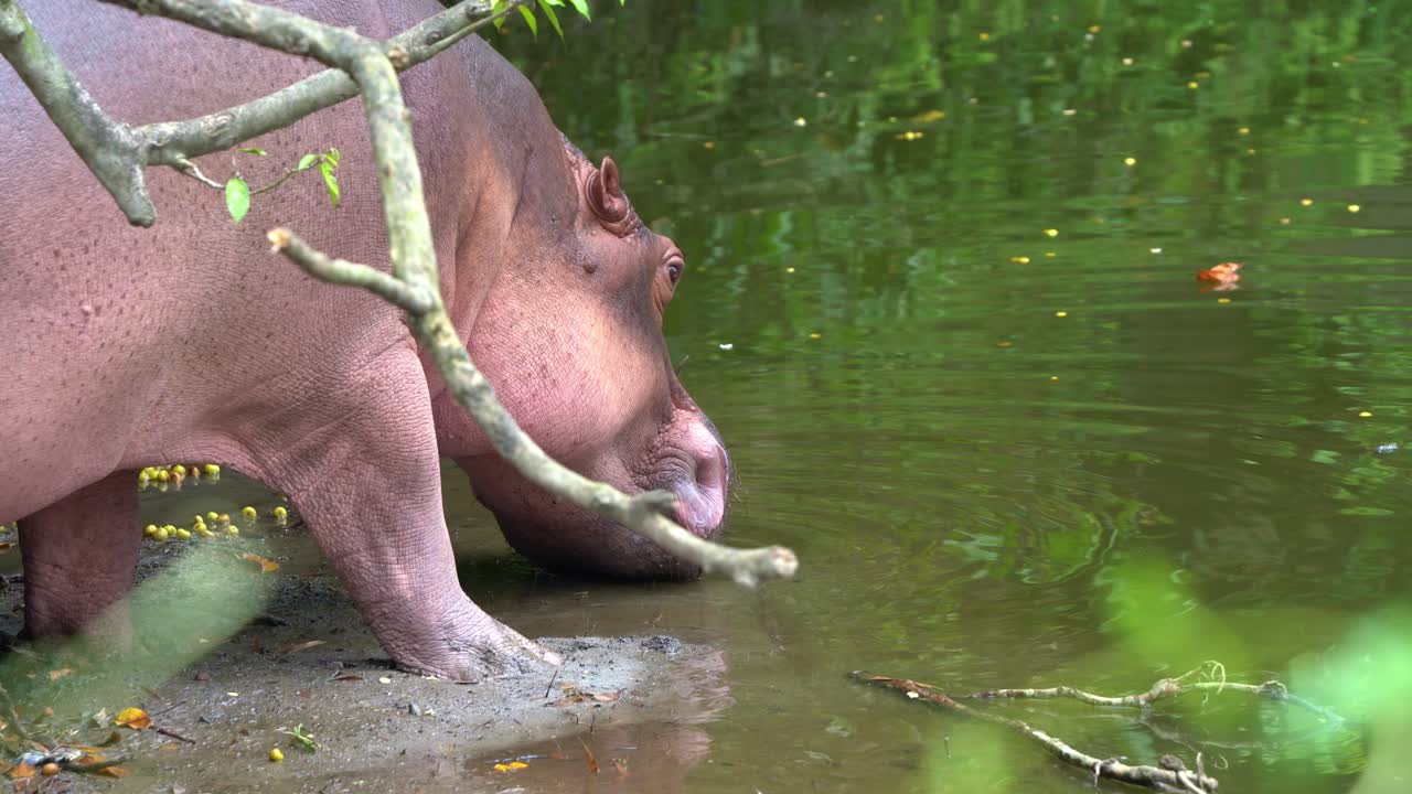 Close up shot of a semi-aquatic mammal species, wild and thirsty nile hippopotamus, hippopotamus amphibius spotted drinking water by the shore of a freshwater swamp in its natural habitat