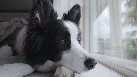 close up footage of a cute black and white border collie dog laying down resting on carpet inside house, gazing out of the window.