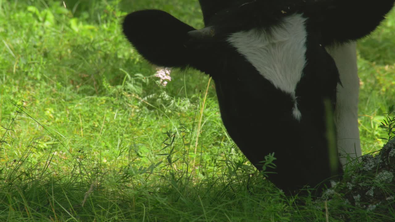 잔디에 있는 소