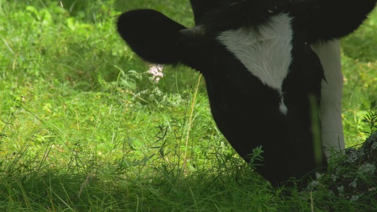 Cow in a grassy field