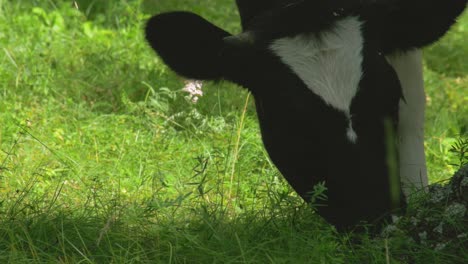 cow in a grassy field