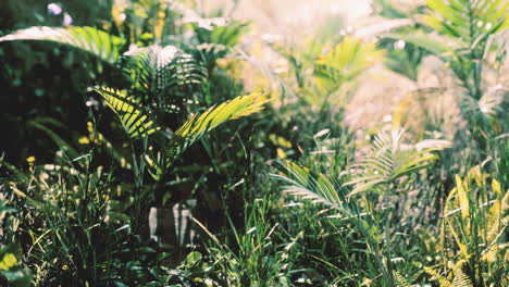 primer plano de una planta en la selva tropical