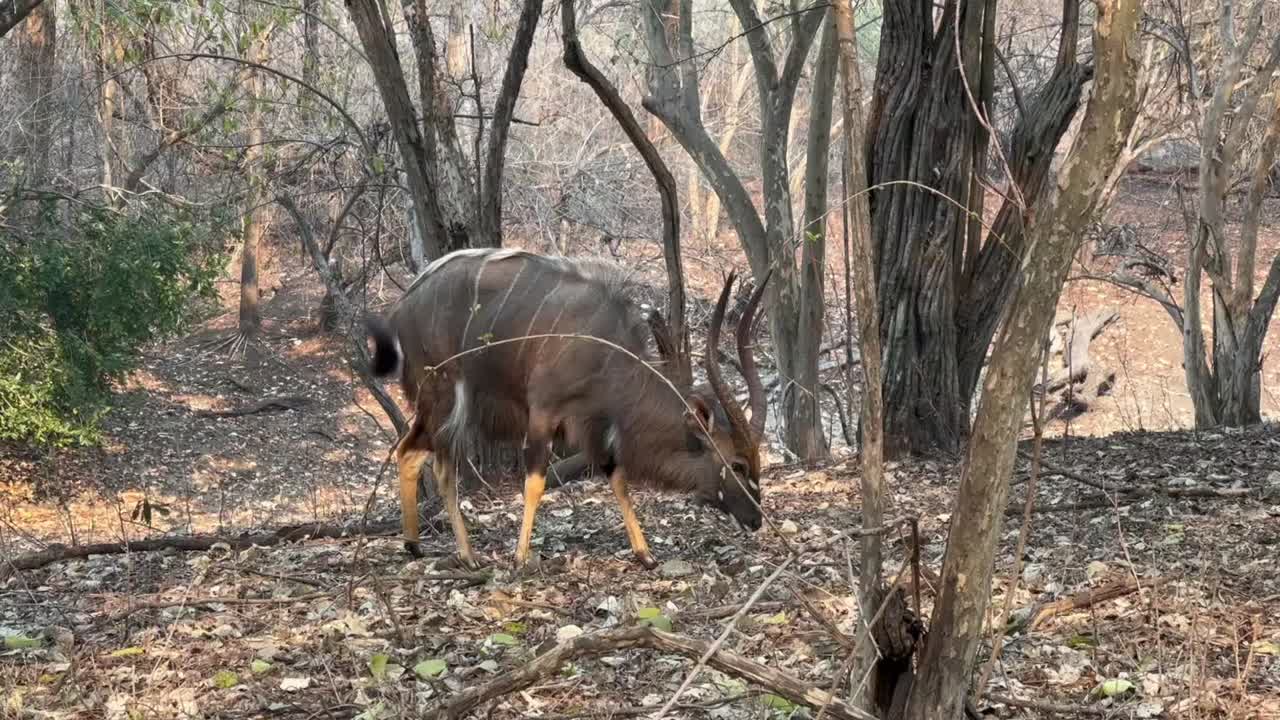 말라위 의 마제테 야생 동물 보호 구역 에서 초록색 잎 을 찾고 있는 수 라 (tragelaphus angasii)
