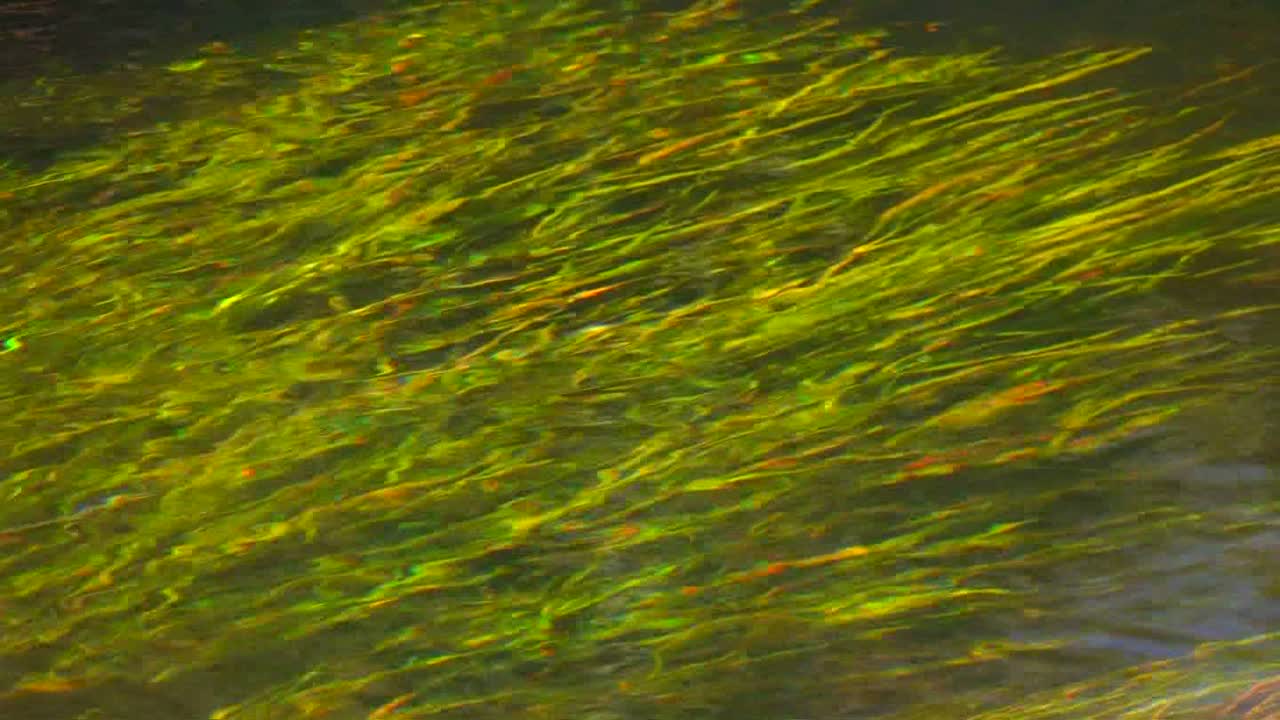 hermosa hierba verde crece bajo el agua en una corriente que fluye