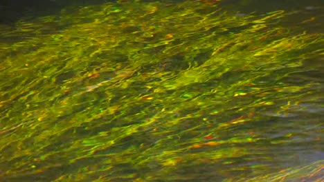 hermosa hierba verde crece bajo el agua en una corriente que fluye