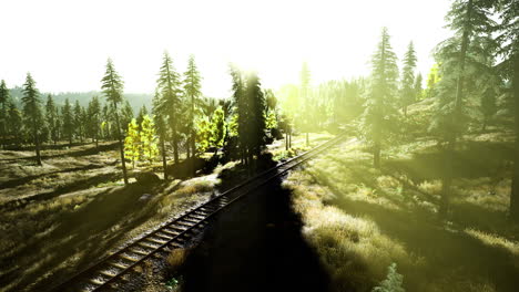 sunlight filters through trees over railway tracks in a calm forest