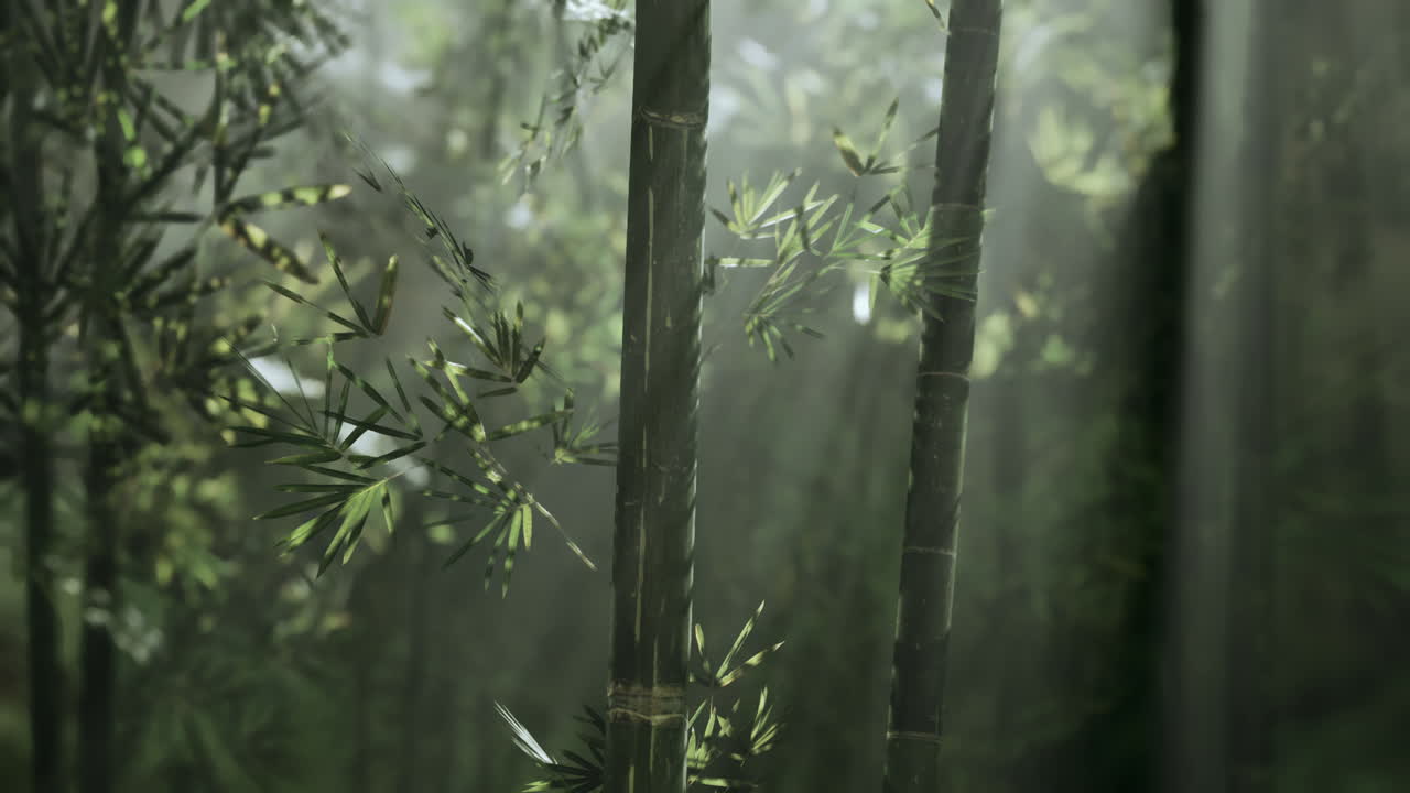 el bosque de bambú brumoso