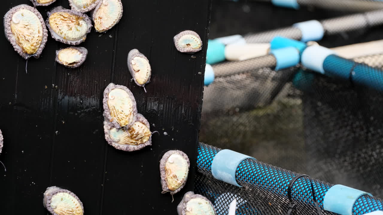 Abalone gliding on black plastic inside tank, aquaculture husbandry for seafood