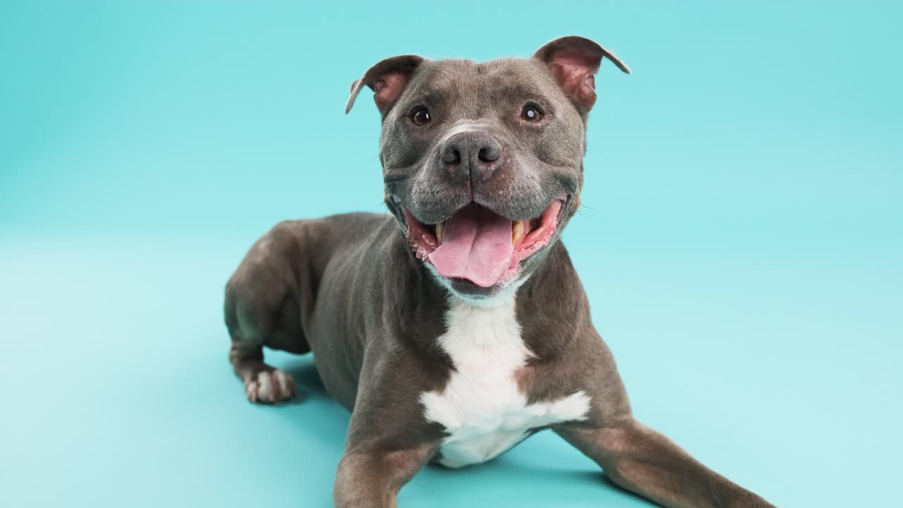 Cute American Pitbull dog sitting on blue background