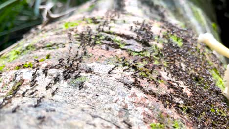 termitas macrotermes carbonarius ejército líneas caminando sobre un