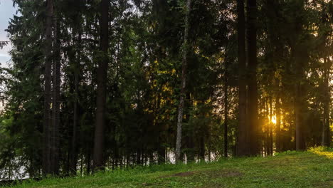 Timelapse-De-La-Salida-Del-Sol-A-Través-De-Pinos