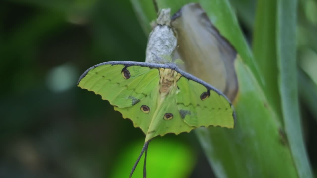 la mariposa verde se para con las alas extendidas sobre la hoja en la naturaleza