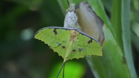 The-green-butterfly-stands-with-its-wings-spread-on-the-leaf-in-nature