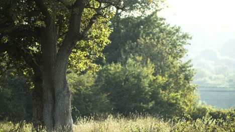 huge oak tree is light by summer sunshine in a field in england