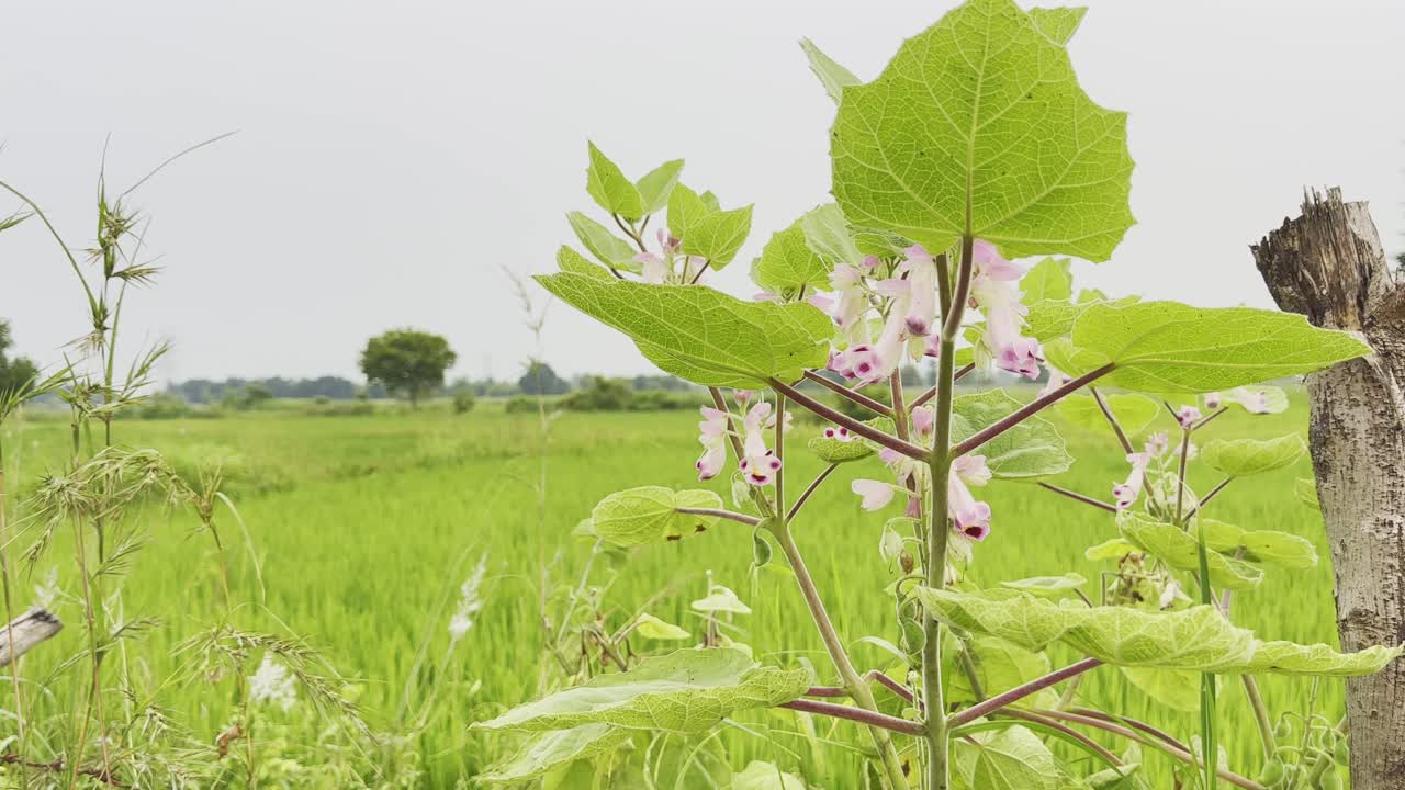 Lush Green Rice Field with Blooming Wildflower