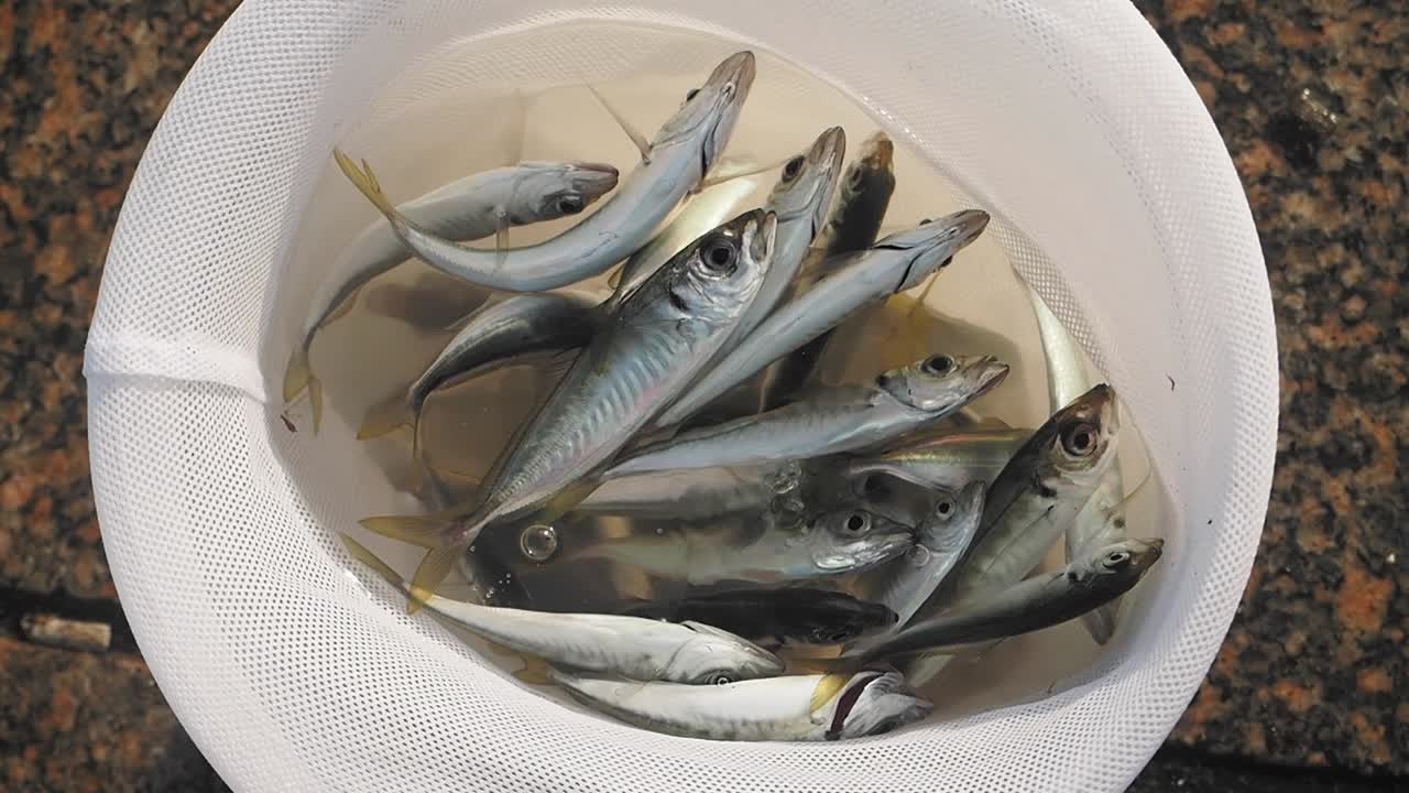 Small Fish in a Fishing Net