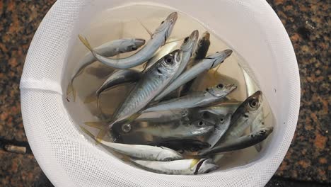 small fish in a fishing net