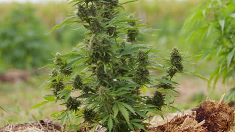 tattoo hands examining a growing cannabis plant with buds, close up shot