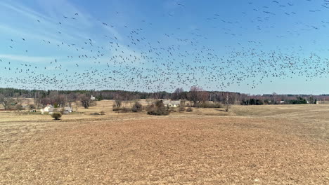 View-of-flock-Geese-flying-over-an-agricultural-fields