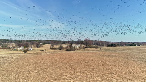 view of flock geese flying over an agricultural fields